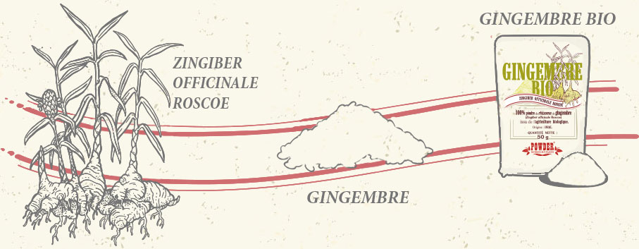 GINGER RHIZOME