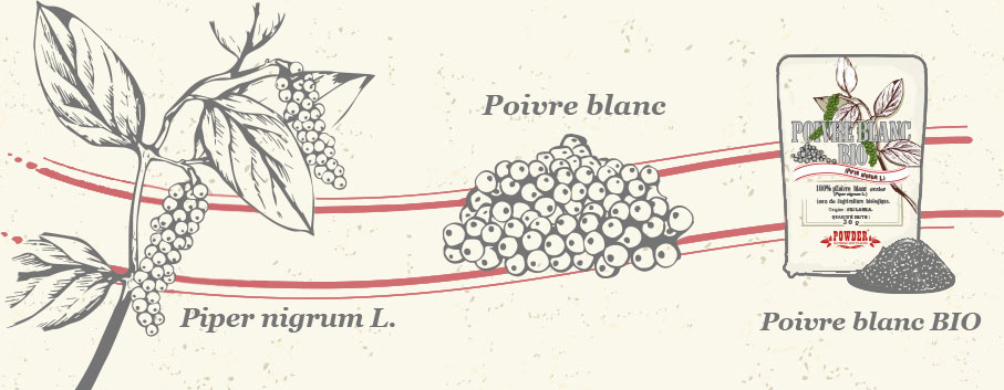 ORGANIC WHITE PEPPER POWDER