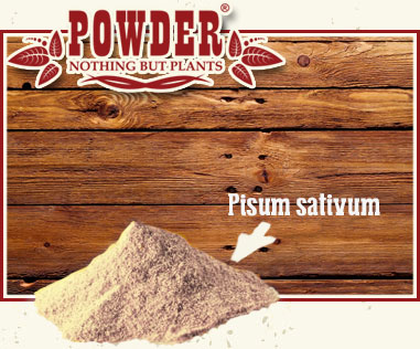 POWDER - PEA PROTEIN POWDER