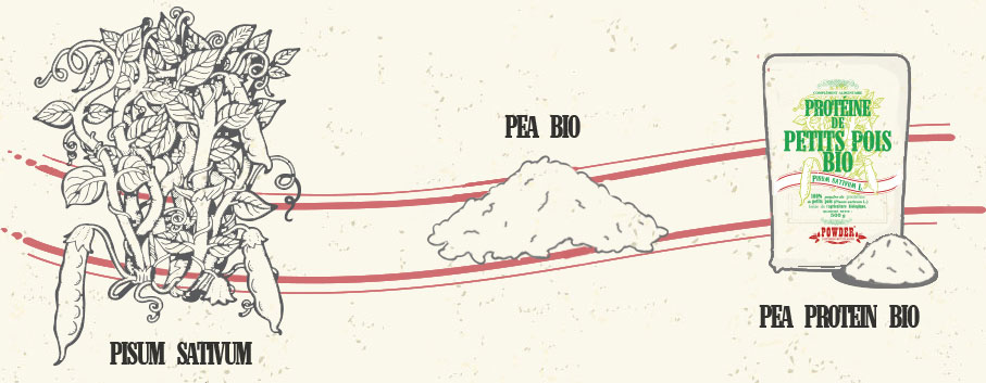 Pisum sativum - PEA - PEA PROTEIN BIO
