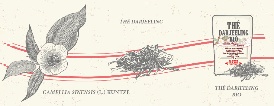 ORGANIC DARJEELING BLACK TEA POWDER