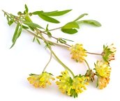Astragaloside IV and Astragalus Cycloastragenol