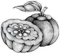 Garcinia cambogia