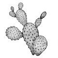 Nopal biologic