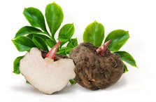 Konjac