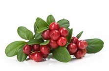 Organic Cranberry