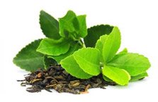 Green tea