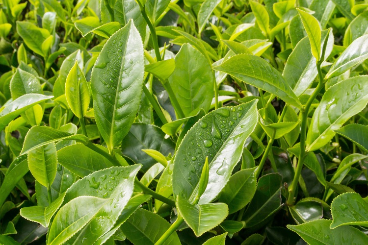 Camellia sinensis L. plant