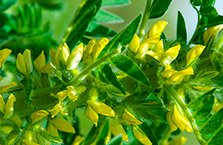 Astragalus