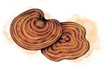 Organic Reishi