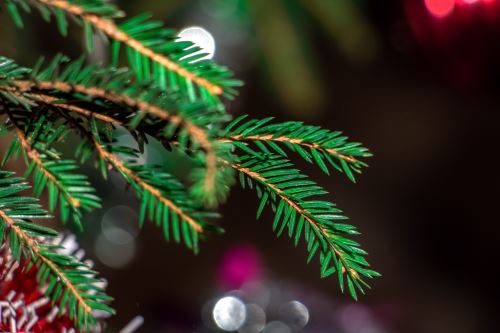 Balsam fir branch