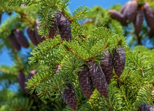 American black spruce