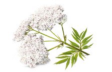 Angelica