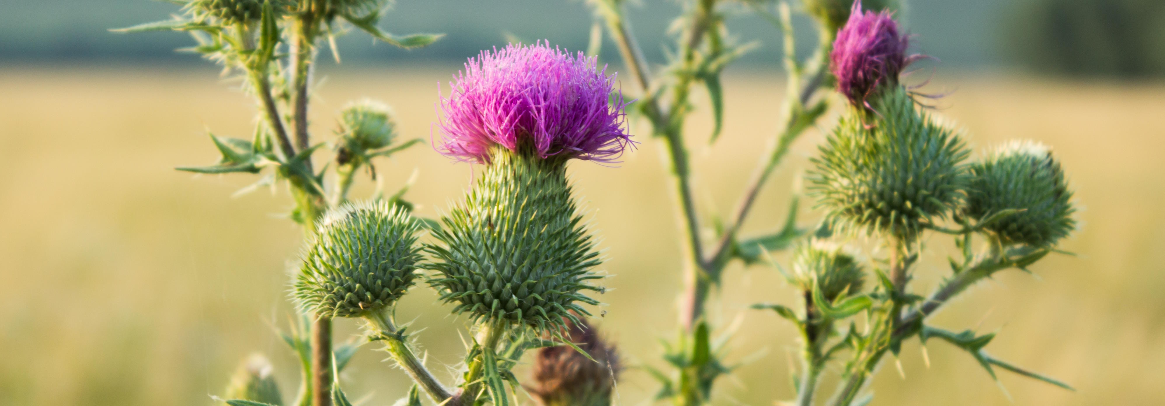 Milk thistle plant