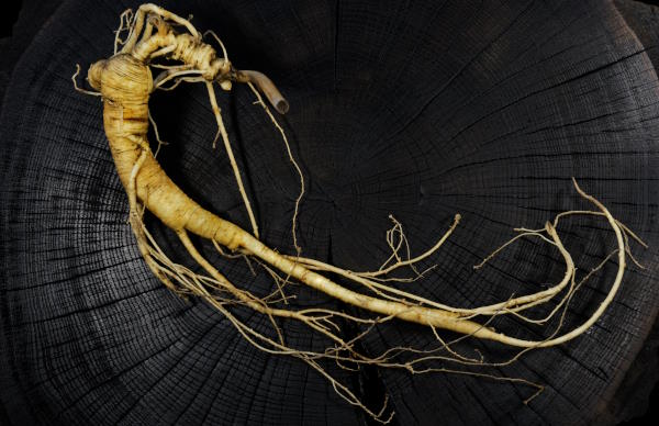 Ginseng root