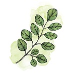 Organic Moringa