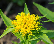 Rhodiola Rosea