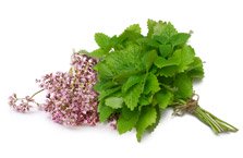Lemon balm + Valerian