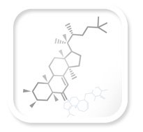 Main hormones