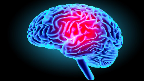 Brain and memory