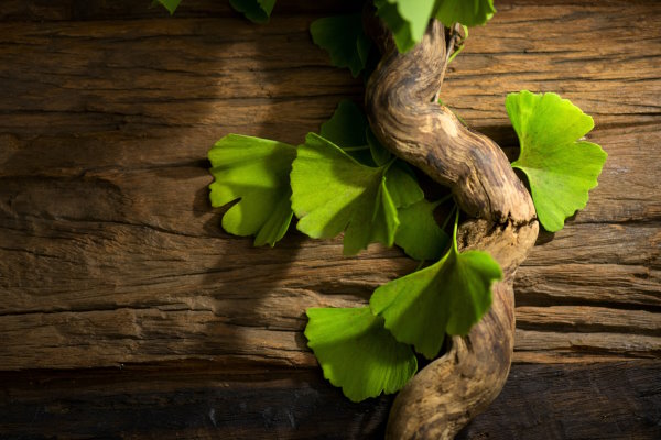Ginkgo Biloba