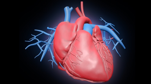 Heart
