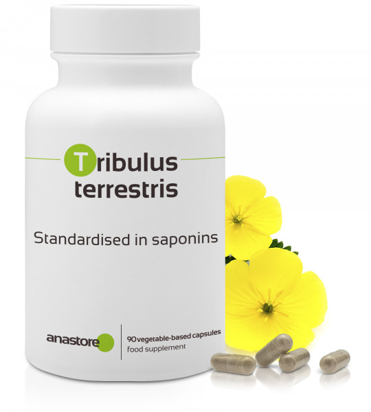 Tribulus terrestris