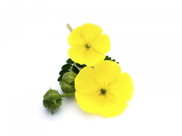 Tribulus terrestris